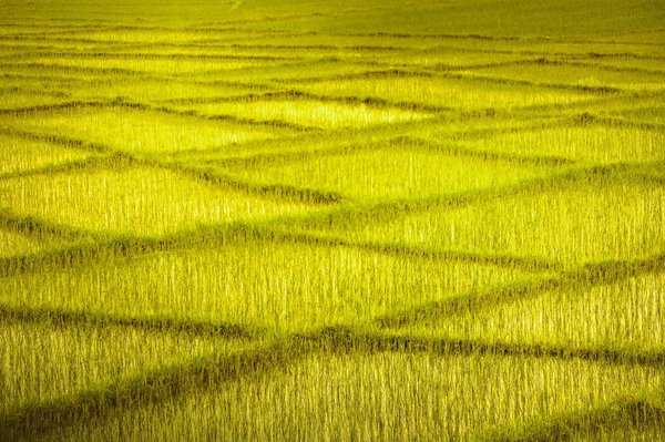 Bénéfices des nootropiques : amélioration de la mémoire et de la concentration